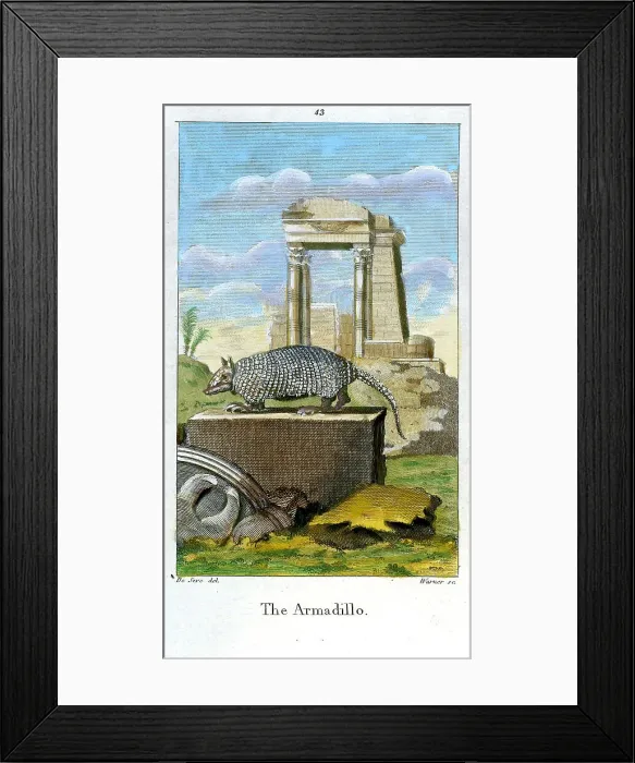 Framed Print : Armadillo Framed Print : Armadillo