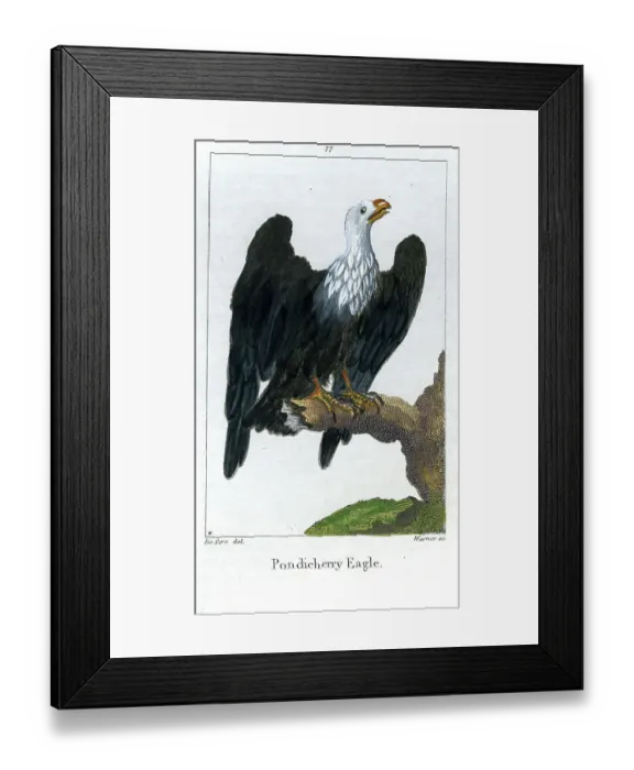 Framed Print : Pondicherry Eagle