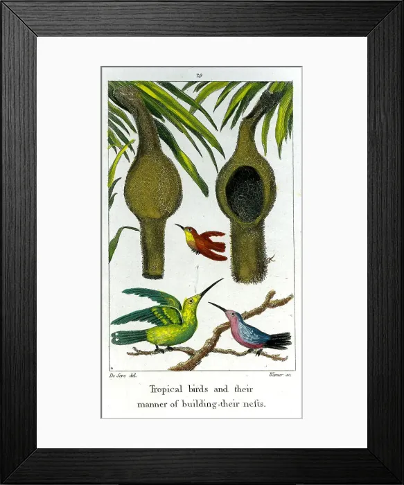Framed Print : Tropical Birds And Their Nests