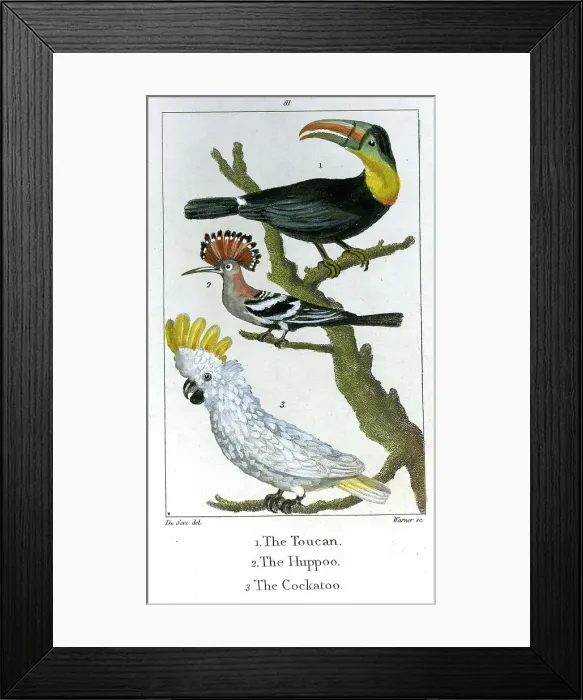Framed Print : Toucan, Huppoo, Cockatoo Framed Print : Toucan, Huppoo, Cockatoo
