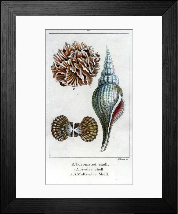 Framed Print : Turbinated Shell, Bivalve Shell, Multivalve Shell Framed Print : Turbinated Shell, Bivalve Shell, Multivalve Shell