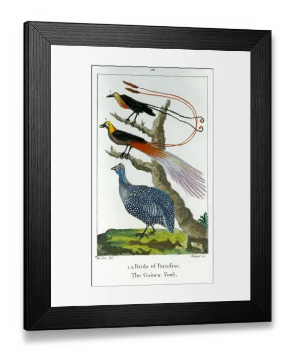 Framed Print : Birds of Paradise and Guinea Fowl Framed Print : Birds of Paradise and Guinea Fowl