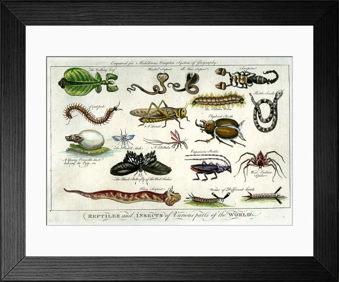 Framed Print : Reptiles and Insects Framed Print : Reptiles and Insects