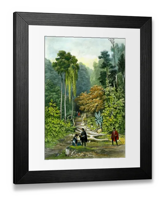 Framed Print : Forest, Pulo, Penang Framed Print : Forest, Pulo, Penang