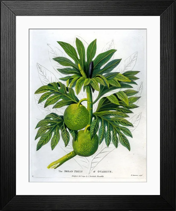 Framed Print : Bread Fruit of Otaheite Framed Print : Bread Fruit of Otaheite