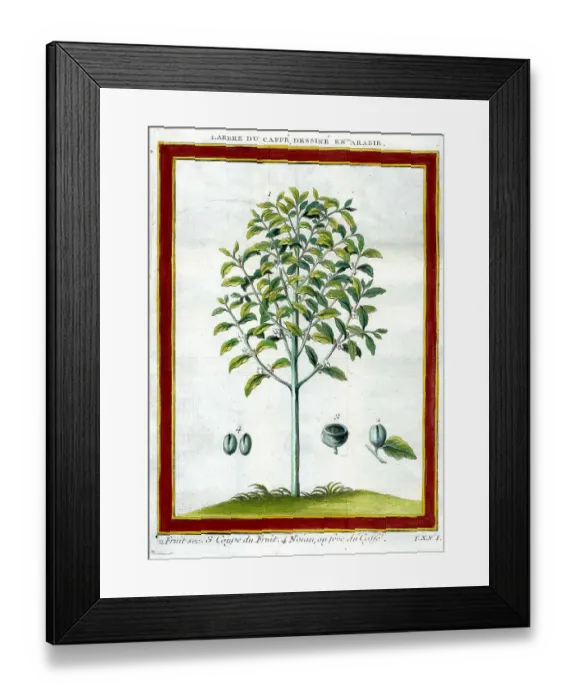 Framed Print : Coffee Plant Framed Print : Coffee Plant