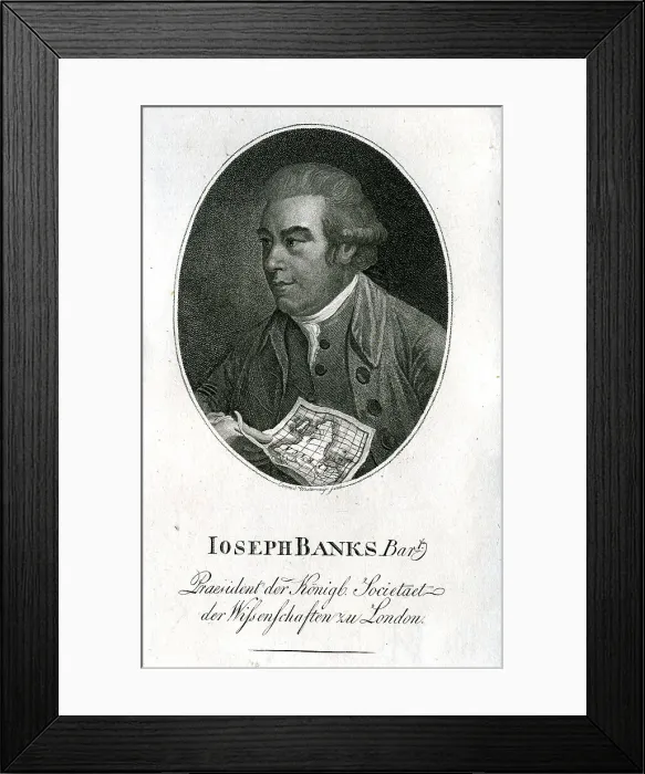 Framed Print : Joseph Banks - Naturalist Framed Print : Joseph Banks - Naturalist