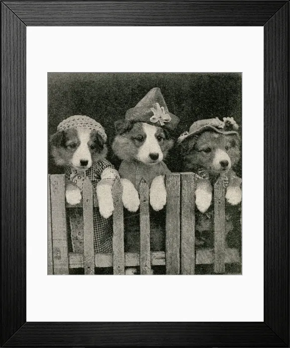 Framed Print : Cute Puppies: Shut Out Framed Print : Cute Puppies: Shut Out