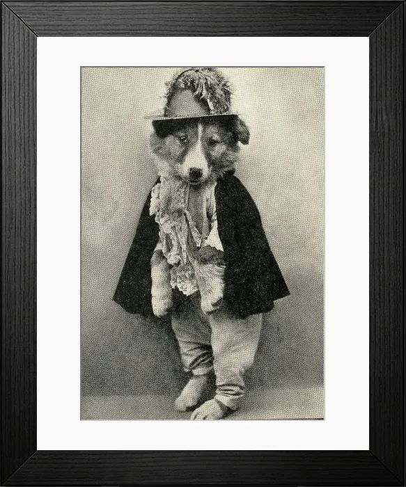 Framed Print : Cute Puppies: Prince Charming Framed Print : Cute Puppies: Prince Charming