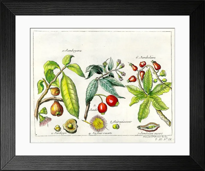 Framed Print : Jamboyera, Jamba Framed Print : Jamboyera, Jamba