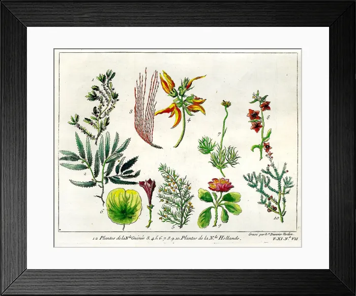 Framed Print : Plants From New Guinea and Australia Framed Print : Plants From New Guinea and Australia