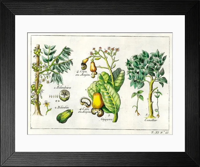 Framed Print : Bilimbeira, Caju Framed Print : Bilimbeira, Caju