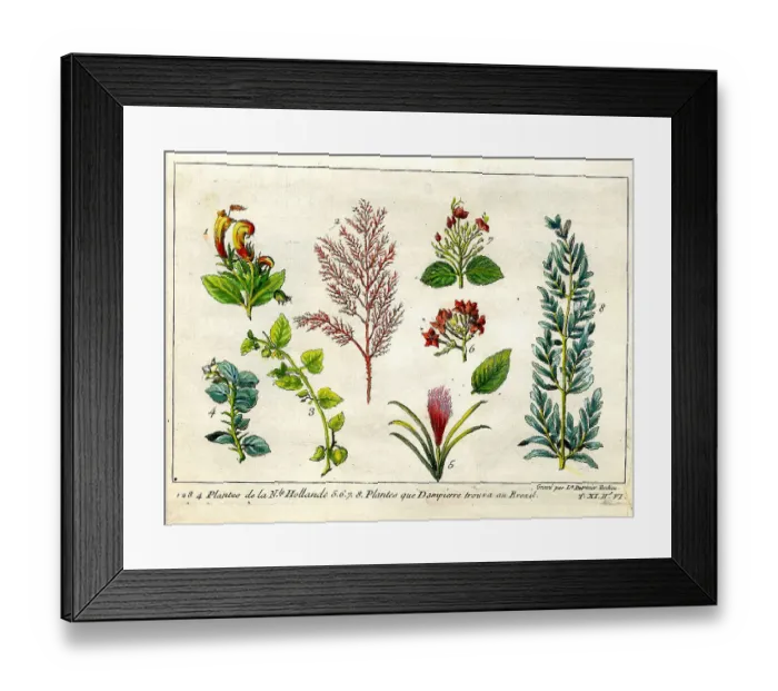 Framed Print : Plants From Australia and Brazil Framed Print : Plants From Australia and Brazil