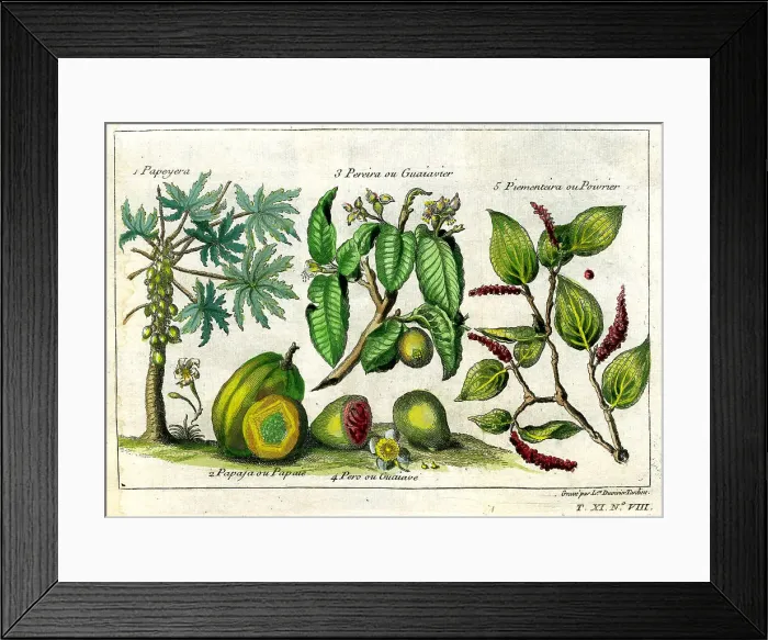 Framed Print : Papaya and Guava Framed Print : Papaya and Guava