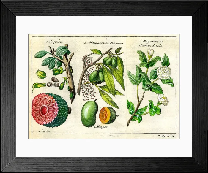 Framed Print : Jaqueira, Mango and Jasmin Framed Print : Jaqueira, Mango and Jasmin