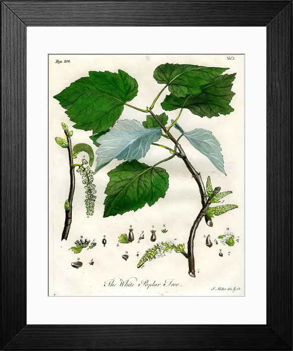 Framed Print : White Poplar Tree Framed Print : White Poplar Tree