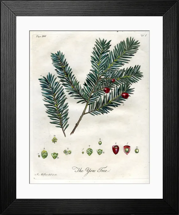 Framed Print : Yew Tree Framed Print : Yew Tree
