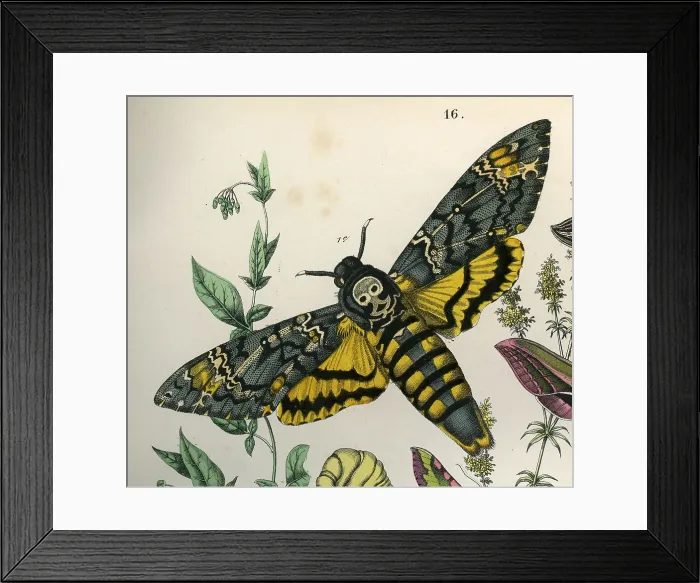 Framed Print : Death's Head Hawk Moth Framed Print : Death's Head Hawk Moth