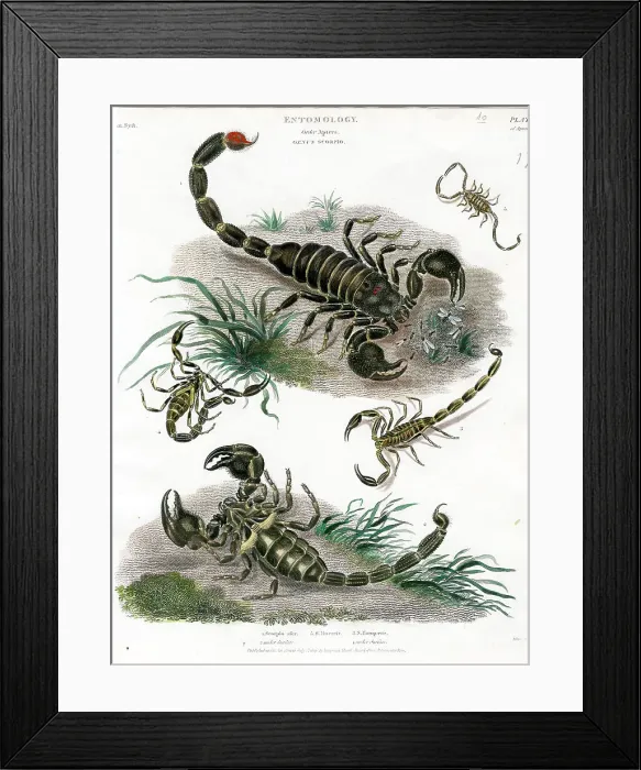 Framed Print : Scorpions Framed Print : Scorpions
