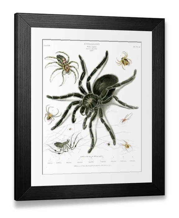 Framed Print : Spiders Framed Print : Spiders