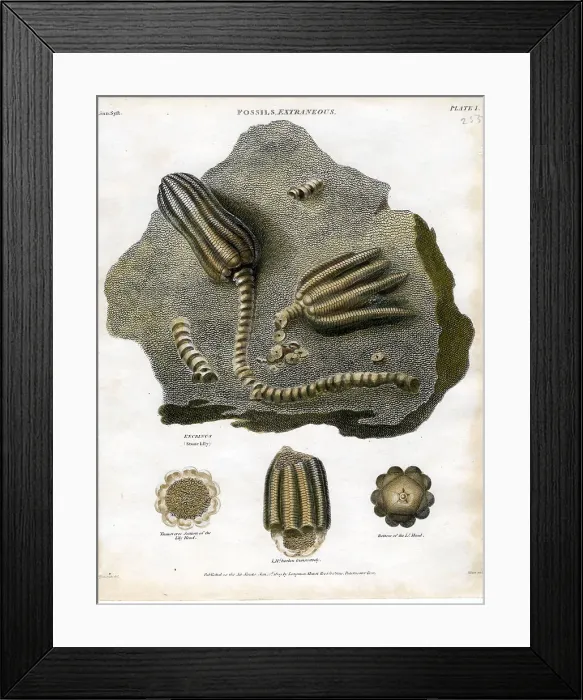 Framed Print : Fossil - Extrancons Framed Print : Fossil - Extrancons