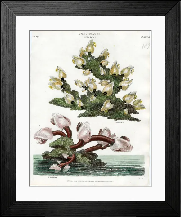 Framed Print : Shells Framed Print : Shells