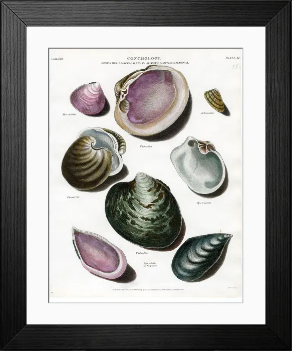 Framed Print : Shells Framed Print : Shells