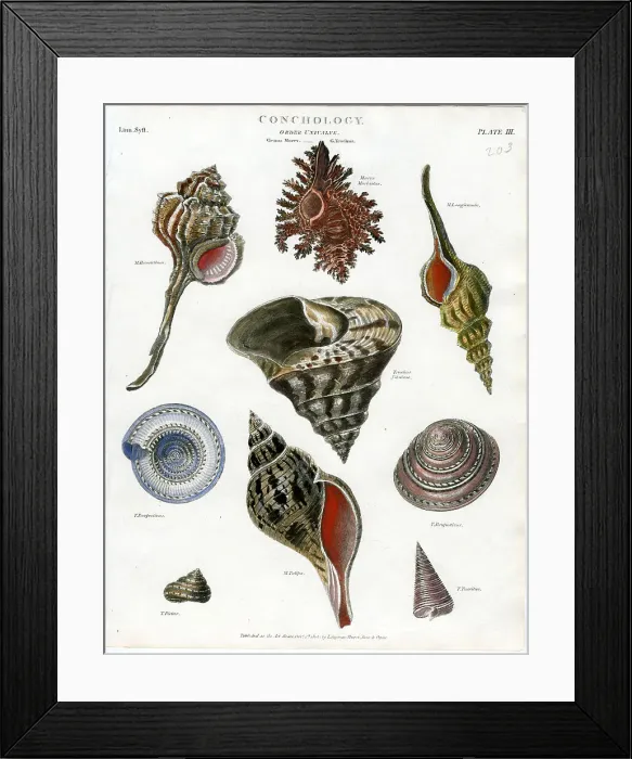 Framed Print : Shells Framed Print : Shells
