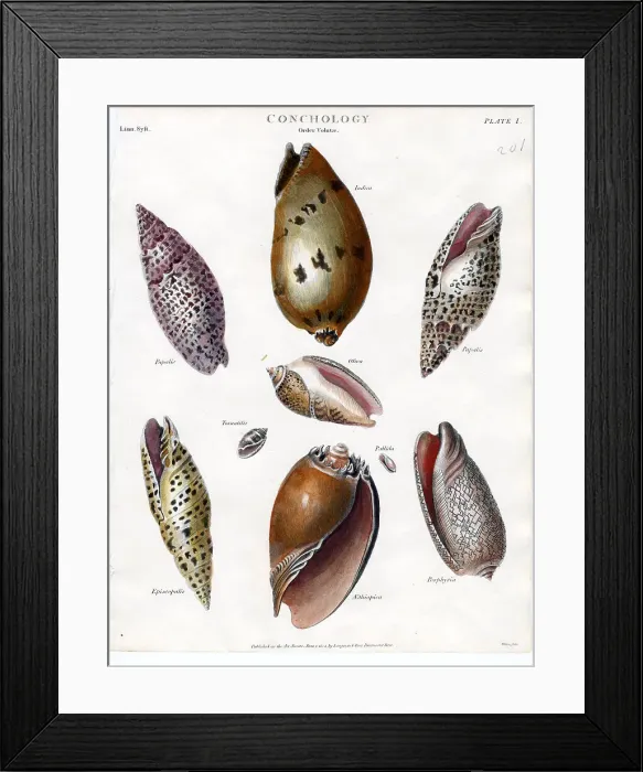 Framed Print : Shells Framed Print : Shells