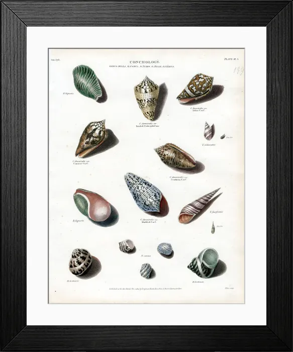Framed Print : Shells Framed Print : Shells
