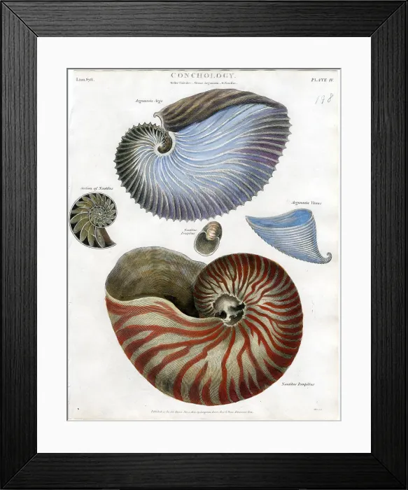 Framed Print : Shells Framed Print : Shells