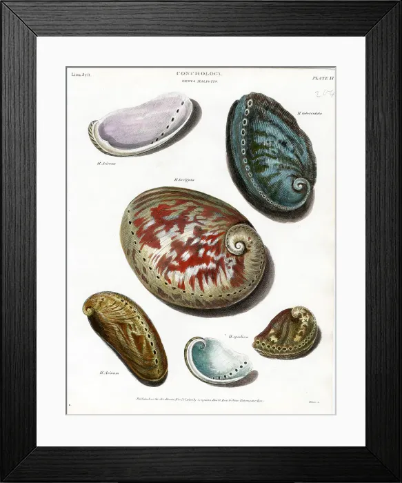 Framed Print : Shells Framed Print : Shells