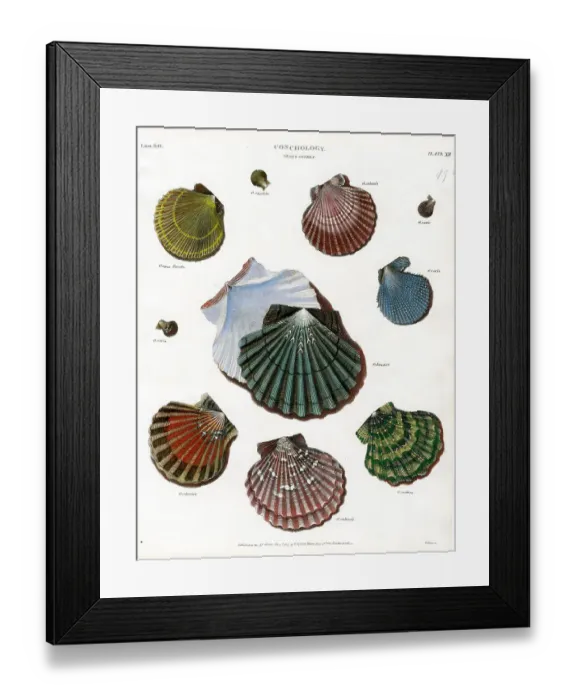 Framed Print : Shells Framed Print : Shells
