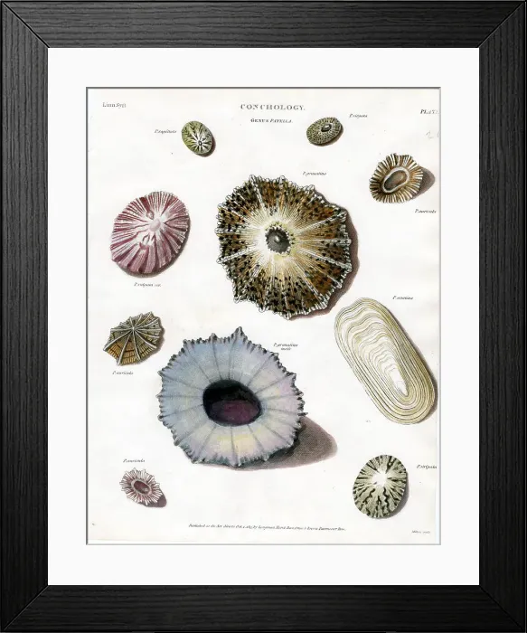 Framed Print : Shells Framed Print : Shells