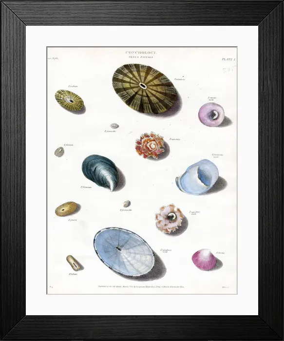 Framed Print : Shells Framed Print : Shells