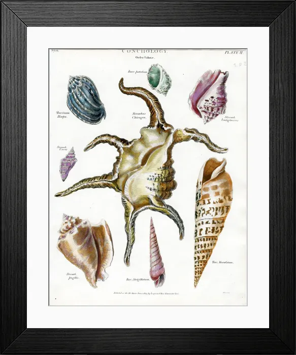 Framed Print : Shells Framed Print : Shells