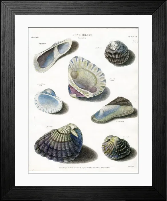 Framed Print : Shells