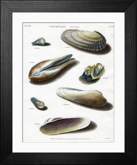 Framed Print : Shells Framed Print : Shells