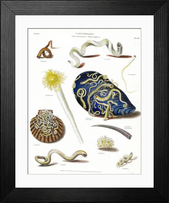 Framed Print : Shells Framed Print : Shells
