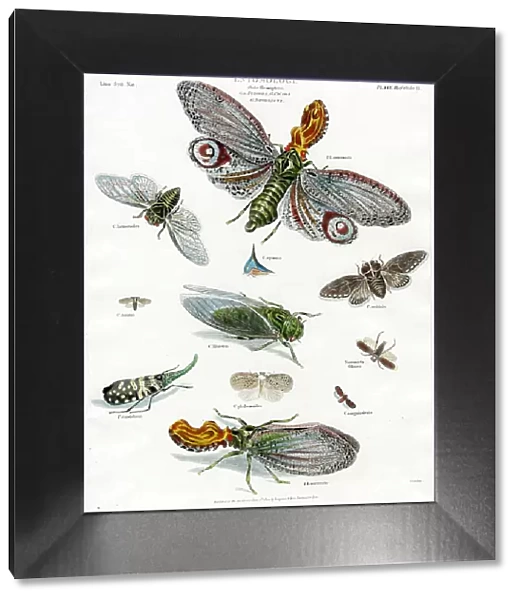 Entomology - Moths