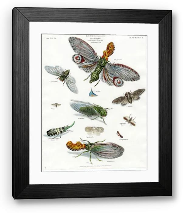 Framed Print : Entomology - Moths Framed Print : Entomology - Moths
