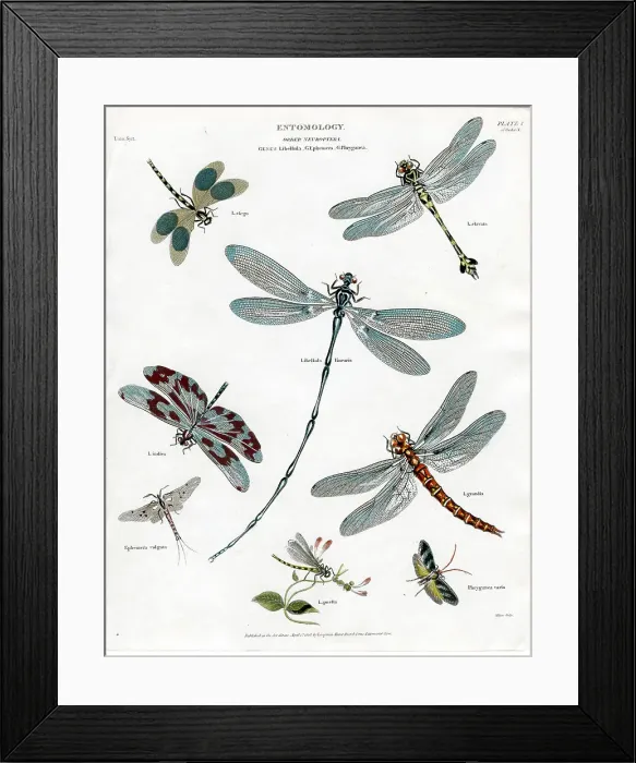 Framed Print : Entomology - Dragonflies Framed Print : Entomology - Dragonflies
