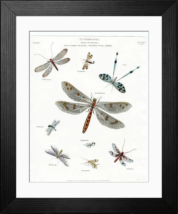 Framed Print : Entomology - Dragonflies Framed Print : Entomology - Dragonflies