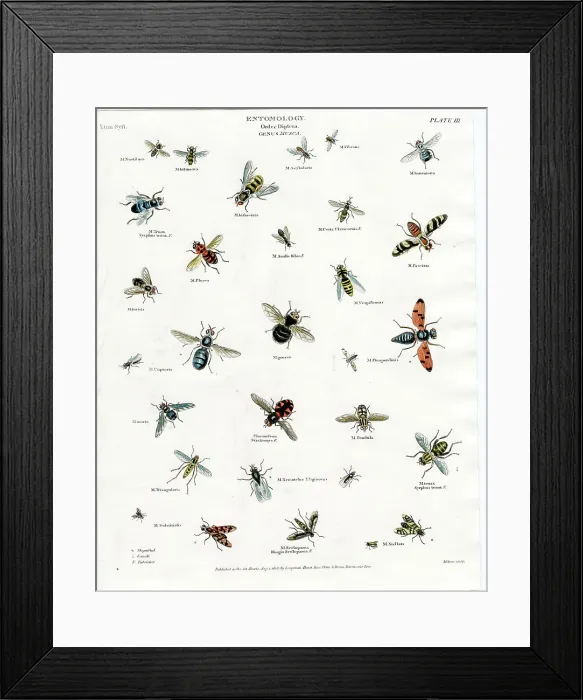 Framed Print : Entomology - Flies Framed Print : Entomology - Flies