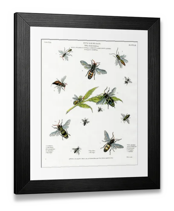 Framed Print : Entomol0Gy - Flies Framed Print : Entomol0Gy - Flies