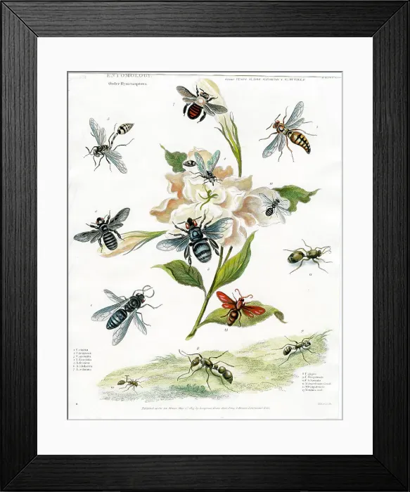 Framed Print : Entomology - Flies Framed Print : Entomology - Flies
