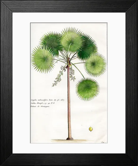 Framed Print : Palms Framed Print : Palms