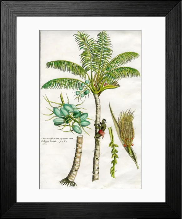 Framed Print : Palms Framed Print : Palms