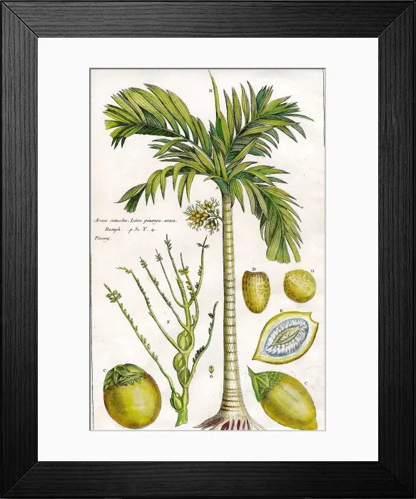 Framed Print : Palms Framed Print : Palms