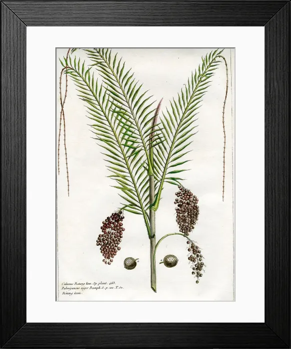 Framed Print : Palms Framed Print : Palms